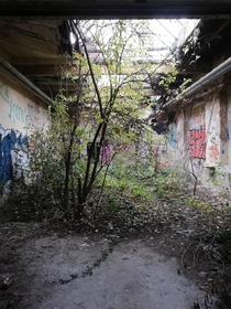 nature taking over an abandoned factory  east germany
