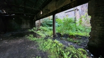 Nature taking over in an old brick works in Scotland