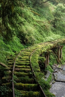 Nature vs Abandoned Track   