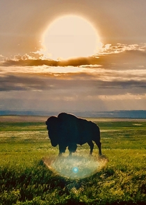 Natures Spotlight Bison taken a few years back in the American Badlands