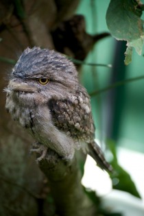 Natures take on Angry Birds The Australian Frogmouth  x  