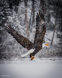 neat pic I took of an eagle hunting 
