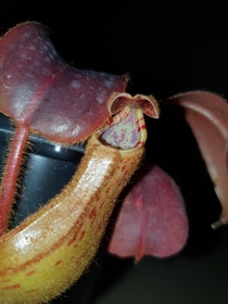 Nepenthes glandulifera x veitchii freshly opened pitcher