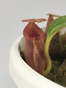 nepenthes macrophylla