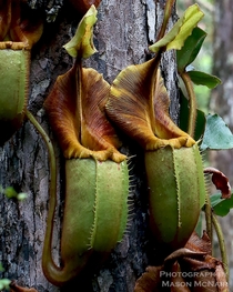 Nepenthes veitchii from the Maliau Basin Borneo 
