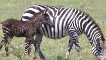 New born Zebra with Polka dots