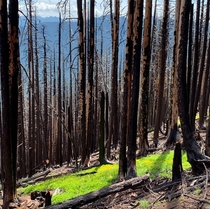 New growth in burnt forest Triangulation Peak OR 