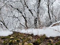 New snowfall by a little creek Wisconsin