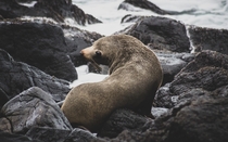 New Zealand Fur Seal Boulder Beach Otago Peninsula