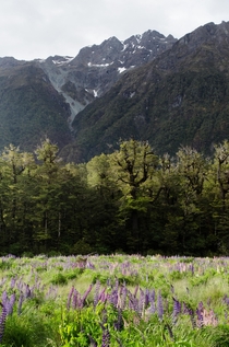 New Zealand in layers lupines forest mountains 