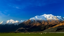 New Zealands South Island that is mountains amp sheep Matukituki River Valley Mt Aspiring National Park 