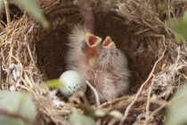 Newly hatched birds 