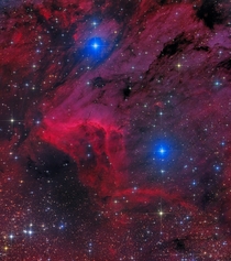 NGC  The Pelican RisesDeep view of Pelican Nebula in HaLRGB shot from New mexico Skies