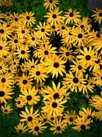 No From the series Darling dont photograph the perennial bed its a mess  Black Eyed Susan