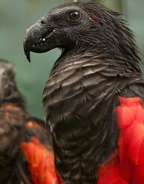 Nope its not any sort of Eagle or Vulture its just a Parrot Pesquets Parrot also known as Dracula Parrot