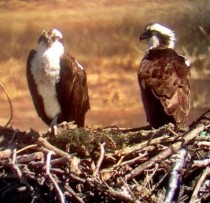 North American Ospreys prepping their nest Took this using an Iphone and a teliscope 