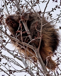 North American Porcupine in a tree near Steamboat Springs CO - OC - 