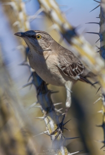 Northern Mockingbird Mimus polyglottos mockingly hiding from me in his fortress 