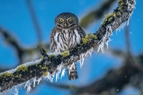 Northern Pygmy Owl Photo credit to Dene Miles