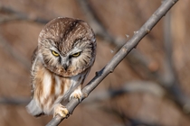 Northern Saw-Whet Owl 