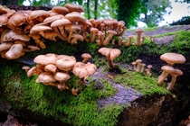 Not mushroom left on this log  Dhoon Glen Ellan Vannin 