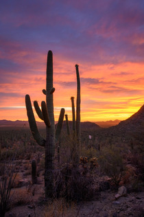 Nothing lights up quite like the desert Tucson AZ  IGandrewsantiago_