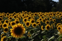 Obscure Sunflower Field in Yellow Springs OH 