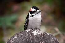 OC Downy Woodpecker Picoides pubescens