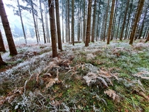 OC  Frozen Forest Spitalberg Austria
