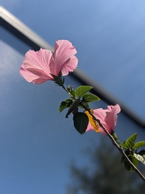 OC Obsessed with this Pink Hibiscus taking over my backyard 