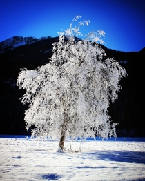 OC snowy tree Birkenhead BC 