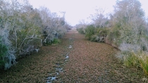OC This freshwater marsh looks like a path when covered in leaves Bayou Coquille Trail Louisiana 
