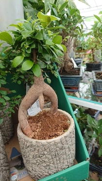 OC Totally innocent bonsai found today