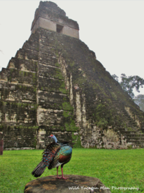 Ocellated Turkey Meleagris ocellata in Tikal Guatemala X 
