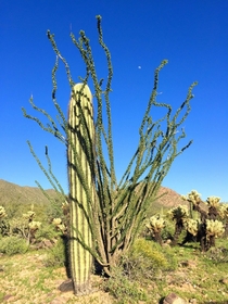 Ocotillo plant hugging a saguaro cactus with the moon peeking through in Scottsdale Arizona  x