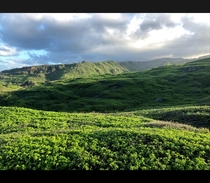 Ohai Trail Maui Hawaii OC 