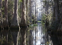 Okefenokee Swamp Georgia USA 