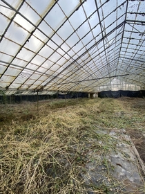 Old abandoned Commercial greenhouses in the UK
