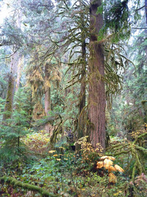 Old Growth Vancouver BC x
