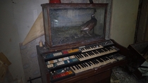 Old Organ and a Stuffed Pheasant Found in Abandoned House 