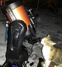 Old picture of my cat Madonna being curious about the shiny light of the moon coming out of my telescopes eyepiece