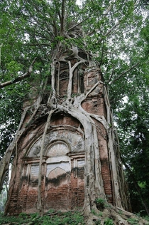 Old Shiva temple firmly embraced by the sacred Bodhi tree in Bangladesh Photo by Bangladesh Unlocked