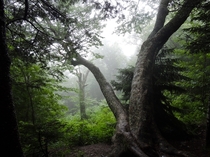 Old tree near the cloudy summit of Jay Peak Vermont 