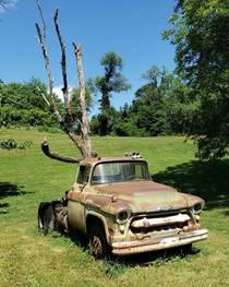 Old truck with a dead tree grown through it and died