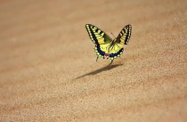 Old World Swallowtail - Papilio machaon 