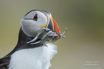 On A Windy Day - Puffin by J Uriarte 