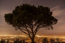 On top of a mountain sits a lonely tree that overlooks Los Angeles -Wisdom Tree   