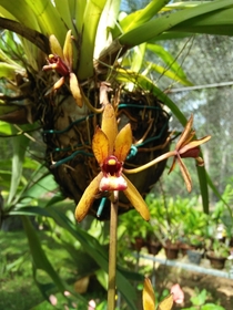 Oncidium Orchid  
