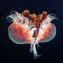 one Cyanea and its reflection from water surface 