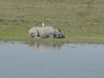 One horned rhino relaxing on the weekend